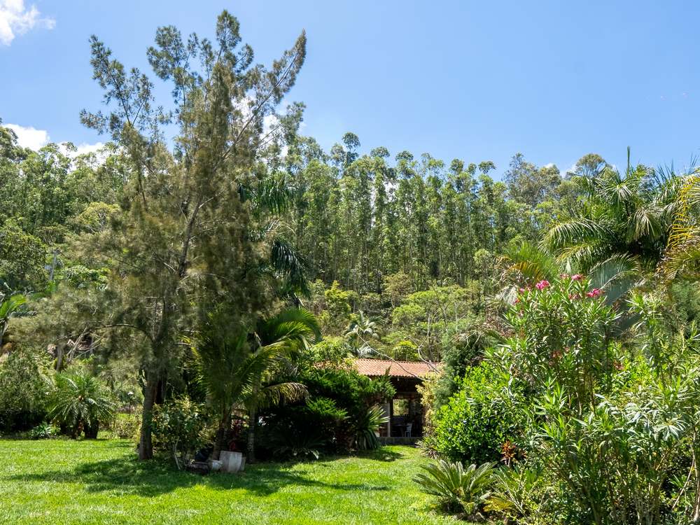 O gramado aberto do sítio, com o jardim de palmeiras e a mata de eucalipto ao fundo.